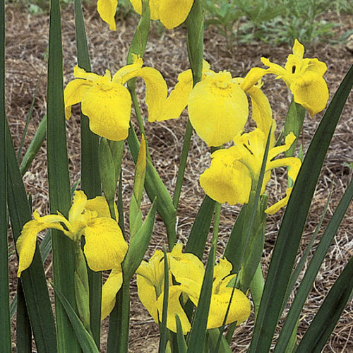 Planting Flag Iris - Learn About Growing Flag Iris Plants In The