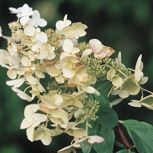 Paniculata