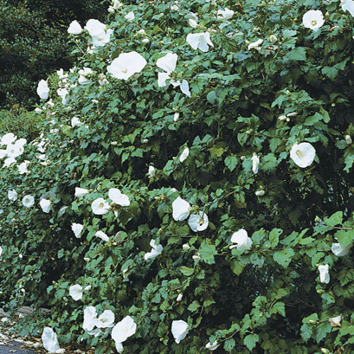 Rose of Sharon