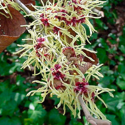Arnold Promise Witch Hazel Fine Gardening Arnold Promise Witch Hazel Fine Gardening