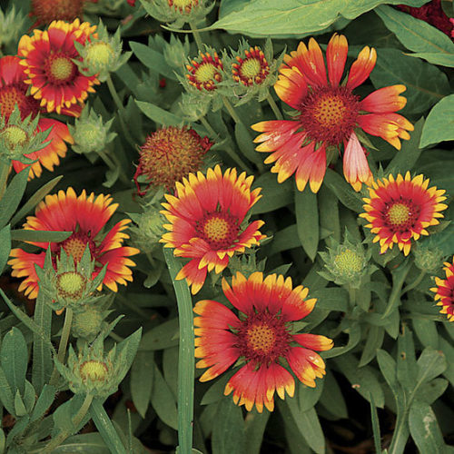 Gaillardia arizona sun discount seeds