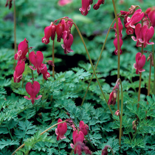 blue bleeding heart flower