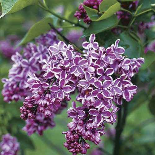 Image of Sensation Lilac shrub