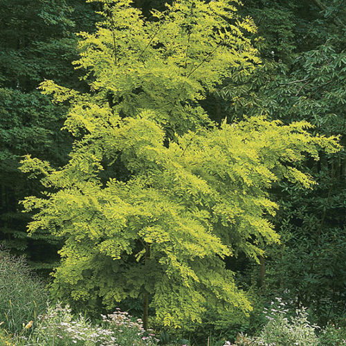 Frisia' golden locust - FineGardening