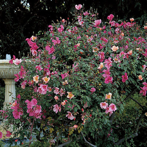 China rose - FineGardening