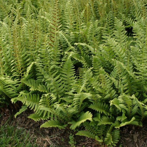 Christmas fern deals