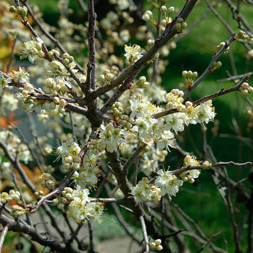 Prunusmaritima Jwb 2 Lg 0 Main 500x500 