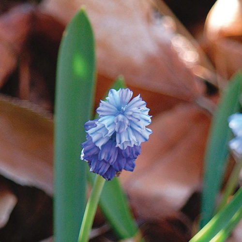 Blue magic' Grape hyacinth - FineGardening