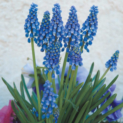 Blue muscari deals