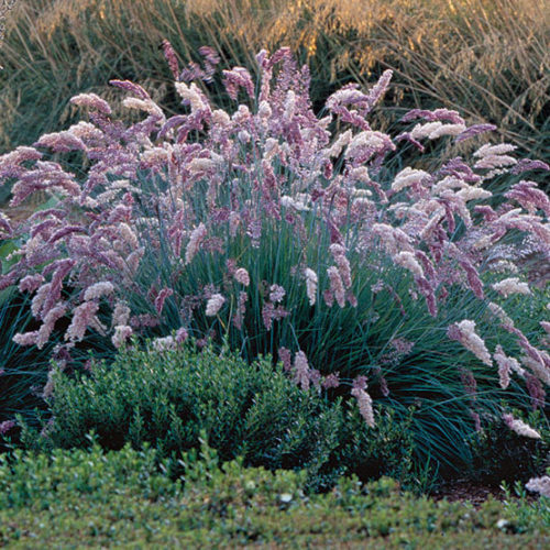 Melinis nerviglumis Pink Crystals Seeds