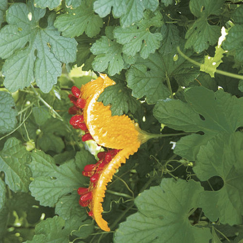 bitter gourd plant