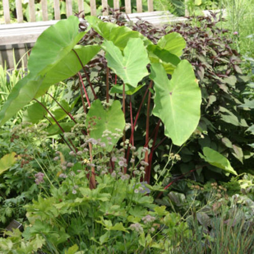 Red Stem Colocasia