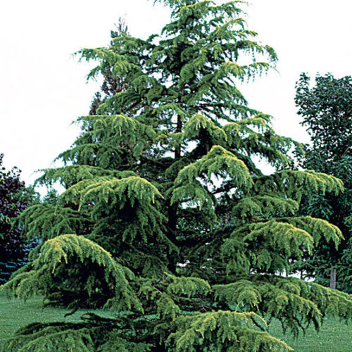 Deodar cedar, Himalayan cedar - FineGardening