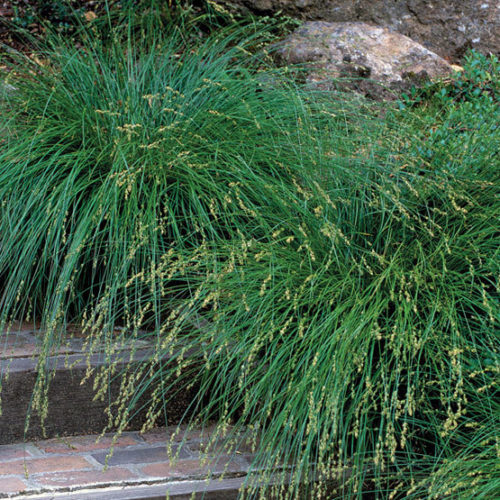 Cultivating and Caring for Your New Sweetgrass Plant: A Comprehensive Guide