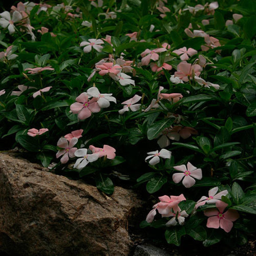 rosy periwinkle plant