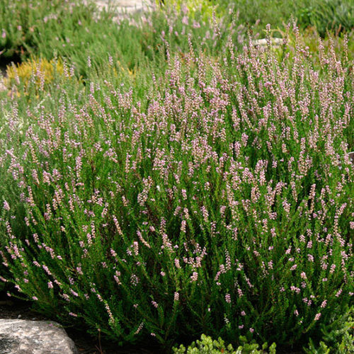 Scotch heather - FineGardening