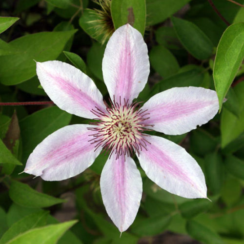 Clematis 'Nelly Moser' Photo/Illustration: Jennifer Benner