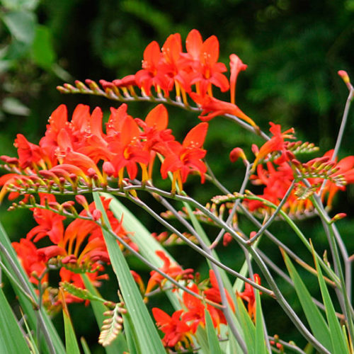 Crocosmia lucifer shop