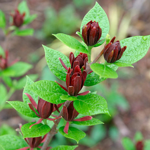 Image of Carolina allspice (Calycanthus floridus) photo