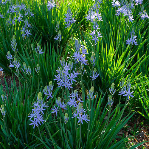 Camassia Leichtlini 3/or 33c Treasure Chest of Hardy Flowermg