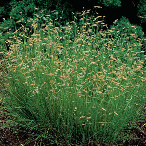 Grama grass on sale