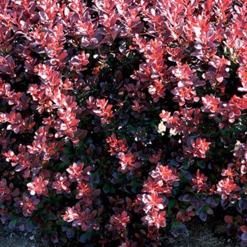 Image of Japanese barberry bush in full bloom