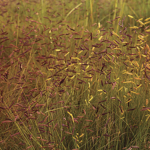 Blue Grama Plant