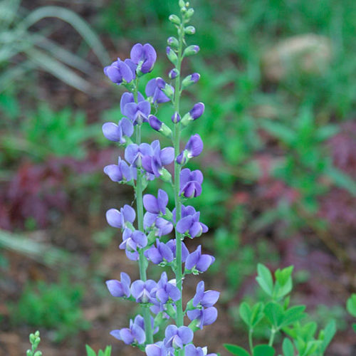 blue false indigo - FineGardening