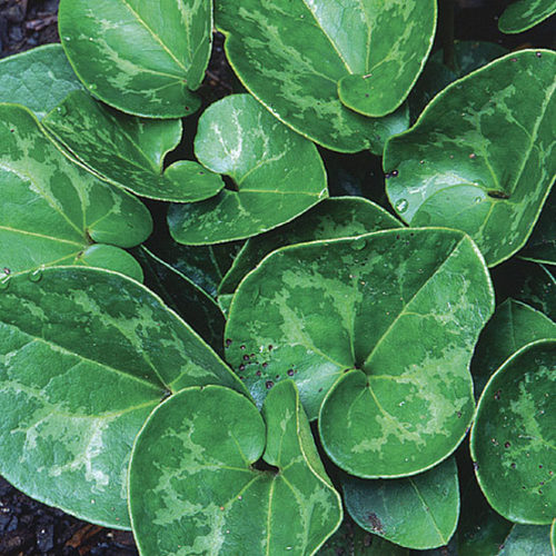 wild ginger ground cover