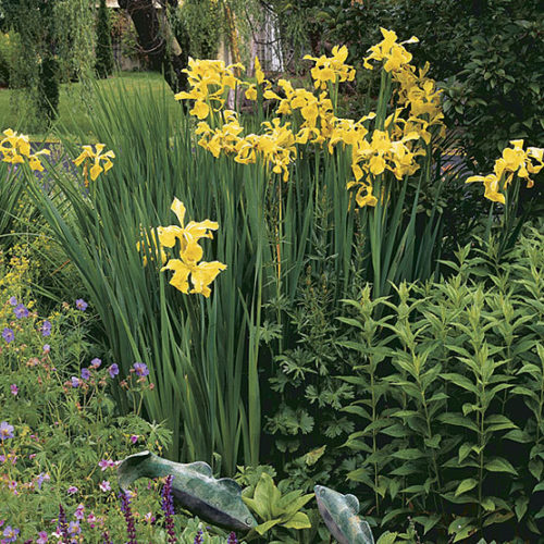 Iris Spuria (Blue Iris)