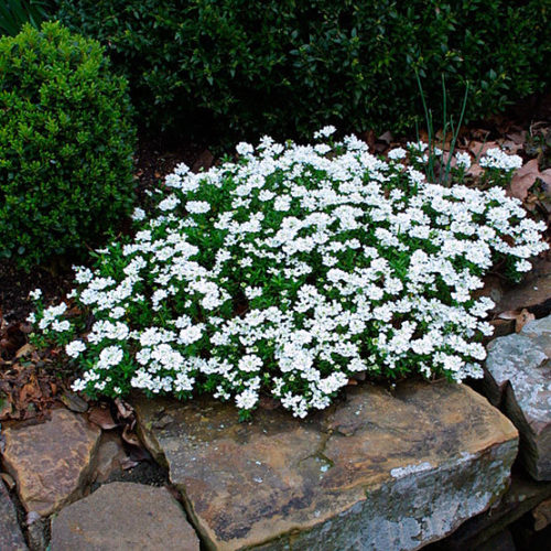 Image of Candytuft (Iberis sempervirens) plant