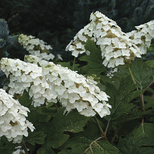 Image of Snow Queen white hydrangea flower