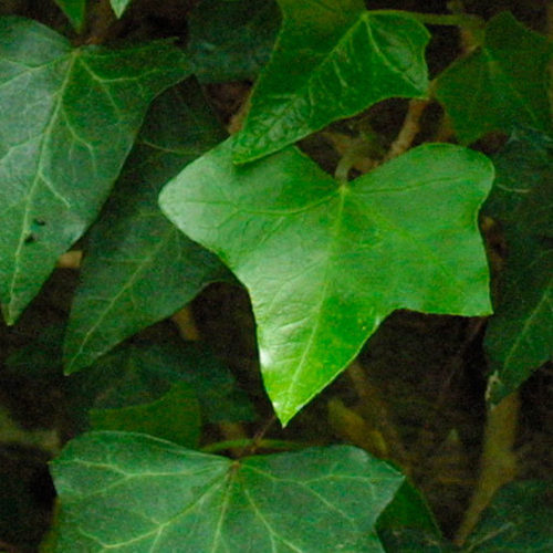 Ivy Flower, Hedera helix, English Ivy