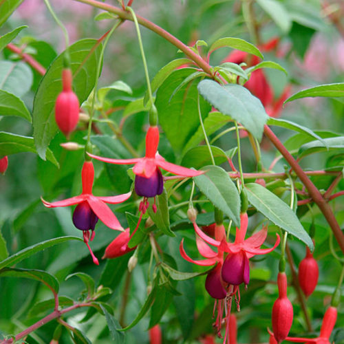 Fuchsia