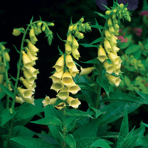 yellow foxglove flower