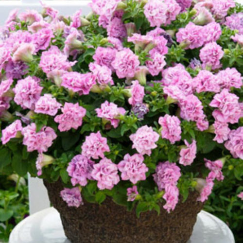 Image of Summer petunia pink