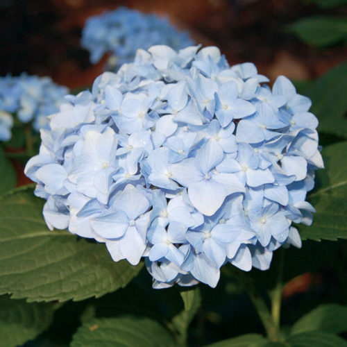 Image of Mini Penny Black Hydrangea