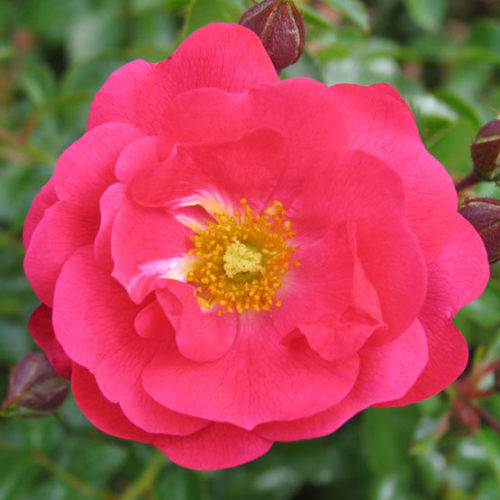 Flower Carpet Red Rose (Rosa 'Flower Carpet Red') in Frankfort