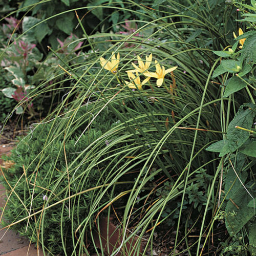 Old cedar chest, Rain Lilies, chives & dogwood blooms