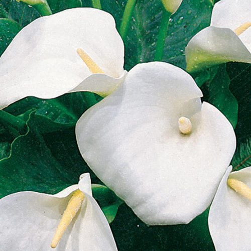 white calla lilies