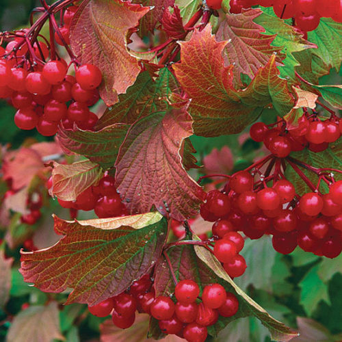 CANNEBERGE CROWLEY (Cranberry) AB - PLANT