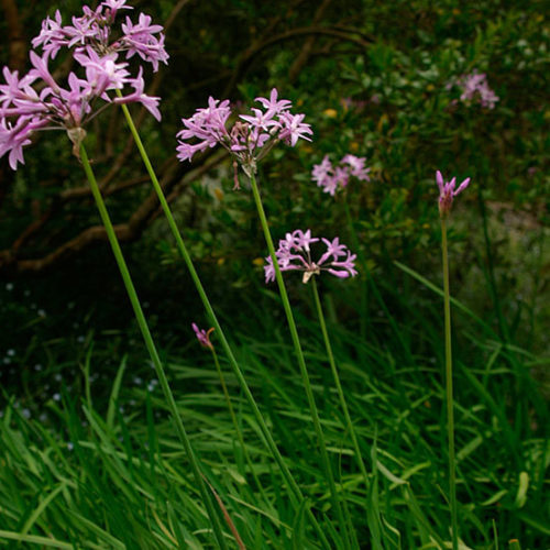 Agapanthus