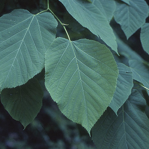 american linden tree leaves