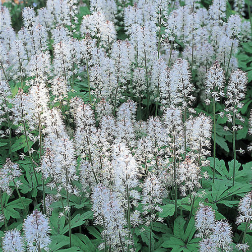 Foamflower Plants - Learn About Growing Foamflowers In Gardens