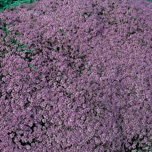 Pink Chintz' thyme - FineGardening