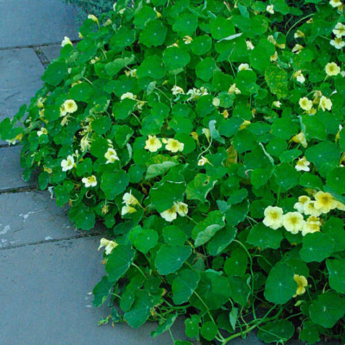 Milk Maid' nasturtium - FineGardening