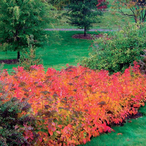 Spirea deals