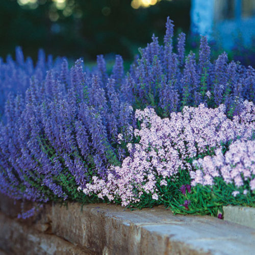 Salvia bianca sciamanica dragon's flowers - smudge medio Online