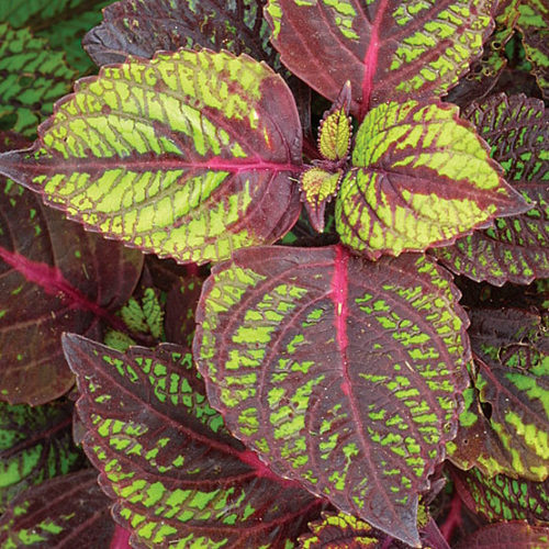 Botanical Fishnets - Foliage