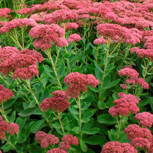 Image of Sedum 'Autumn Joy' plants